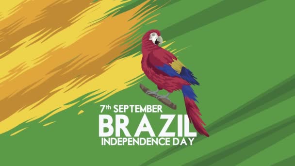 Brazil independence day lettering with parrot — Stock Video