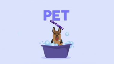 Alman çoban köpeği maskotu banyo yapıyor.