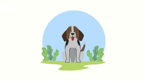 Cocker spaniel mascotte nell'erba — Video Stock