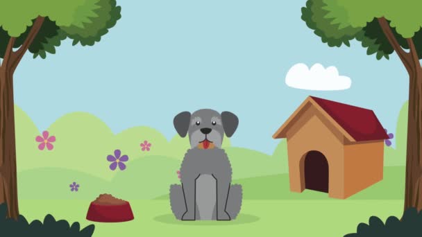 Schnauzer mascote cão com casa de madeira — Vídeo de Stock