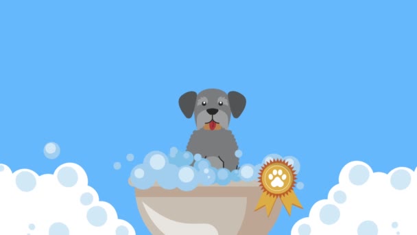 Собака по кличке Аузер принимает ванну — стоковое видео