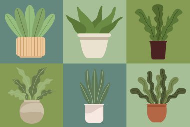 Saksıda altı ev bitkisi