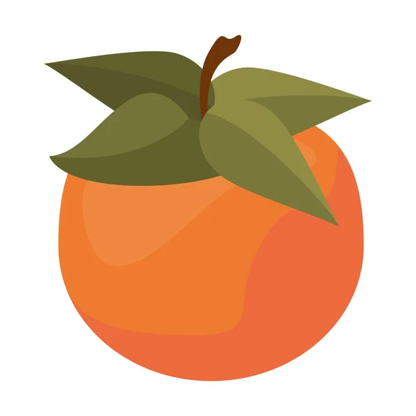 Свіжі помаранчеві фрукти — стоковий вектор