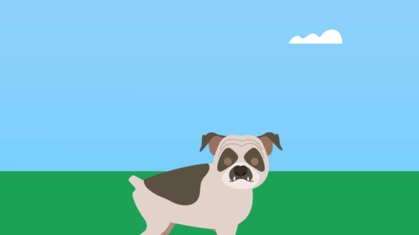 Mascota bulldog en la animación del campamento — Vídeos de Stock