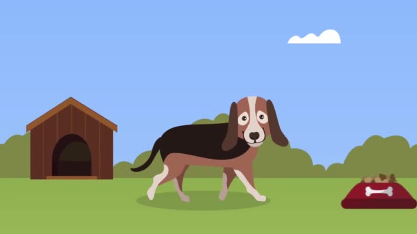 Carino beagle mascotte nel campo con la casa — Video Stock