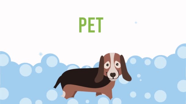 Roztomilý pes péče koupel čas animace — Stock video