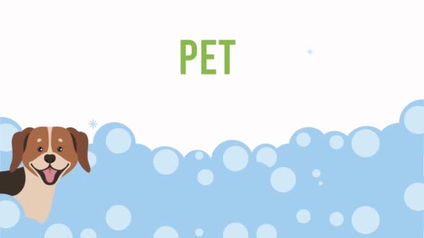 Cute pet grooming bath time animation — Stock Video