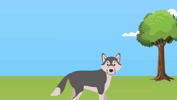 Siberian husky maskot i parken animation — Stockvideo