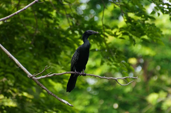 Piccolo cormorano che si aggrappa ad un albero — Foto Stock