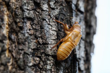 ağustosböceği dış iskelet