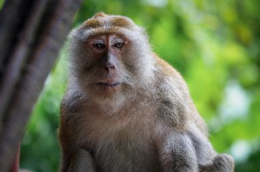 Başka bir yerde arayan yaşlı maymun