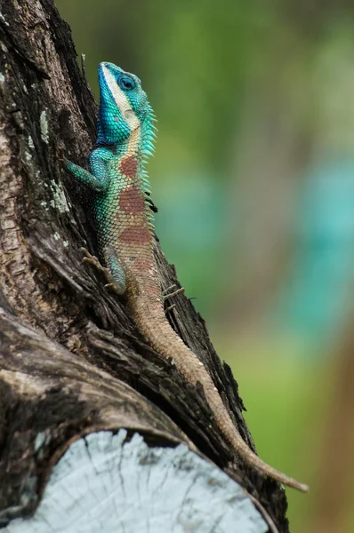 Lagarto de cresta azul descansando — Foto de Stock