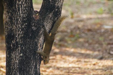Kahverengi değişken-sincap