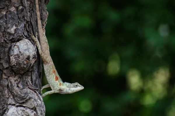 Lagarto de crista azul pendurado — Fotografia de Stock