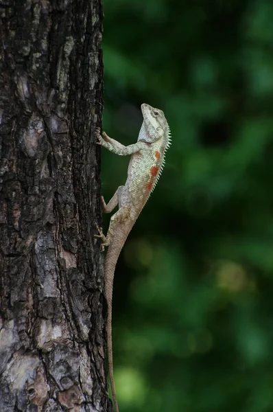 Lézard à aigrettes élargissant son haut du corps — Photo