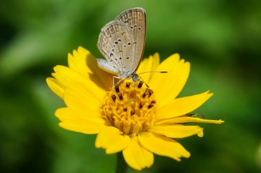 Sarı kelebek bir çiçek besleme