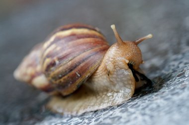 Kahverengi salyangoz besleme