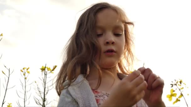 Little girl standing in a field picking flowers — Stock Video