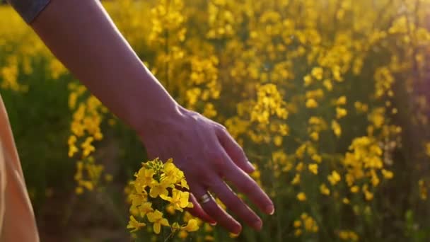 Dames hand aanraken van bloemen close-up. Dolly schot — Stockvideo