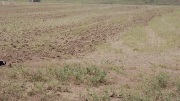 Een agrarische trekker, ploegen een veld voor zaaidoeleinden, draaien gelijk. — Stockvideo