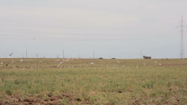 Vue latérale d'un tracteur agricole, labourant un champ pour semer. Les oiseaux volent et atterrissent sur le terrain . — Video