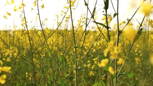 Campo de colza. primer plano — Vídeo de stock