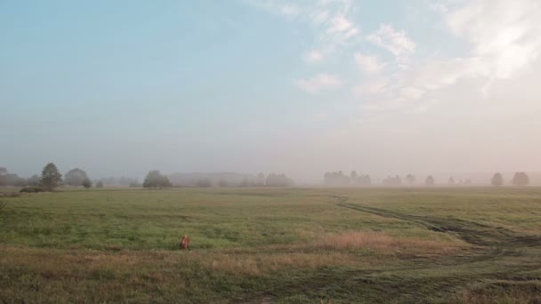 Ein flauschiger roter Hund jagt eine Maus, die auf einer Sommerwiese springt. — Stockvideo