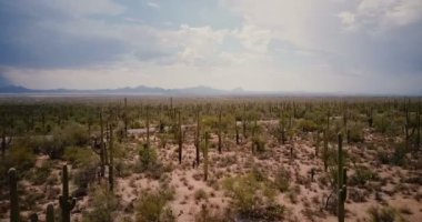 İnsansız hava aracı güzel kaktüs çöl vadisinde alçaktan uçuyor, Arizona ulusal parkında yol boyunca ilerleyen bir pikap..