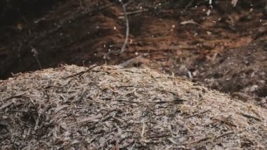 Yakın çekim talaşı, gübre fabrikasındaki gübre yığınına dönüşerek gübreleme makinesinden fırlıyor.