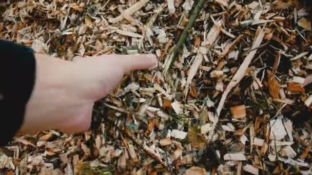 Close-up mannelijke hand neemt een handvol mulching zaagsel van een grote stapel. Landbouw- en recyclingconcept slow motion. — Stockvideo