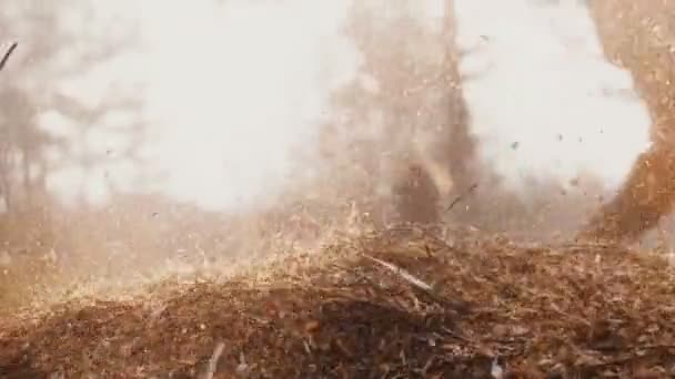 Nahaufnahme: Leichtes Sägemehl fliegt aus der Mulchmaschine in einen großen Haufen bei der Holzherstellung in Zeitlupe. — Stockvideo