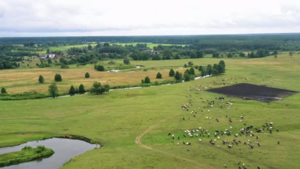 Dron letící nízko nad hejnem krav pasoucích se volně na zeleném letním poli poblíž klikaté řeky v zatažený den v Bělorusku. — Stock video