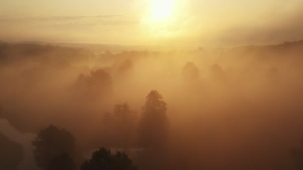 Épique arrière-plan aérien de belle vallée de forêt sombre brumeuse recouverte d'un épais brouillard sur le lever du soleil d'été chaud et doré brumeux. — Video