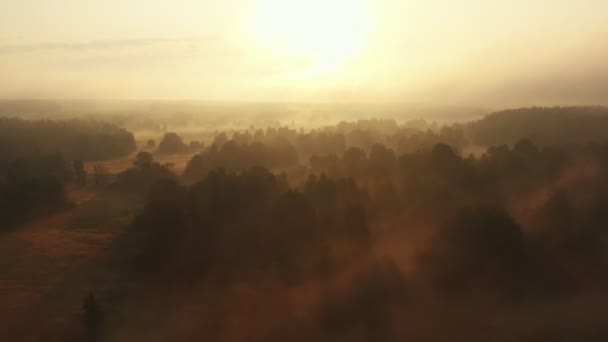 Drone che vola all'indietro sopra stupefacente valle della foresta e piccolo fiume sotto fitta nebbia su epica mattina alba estiva nebbiosa. — Video Stock