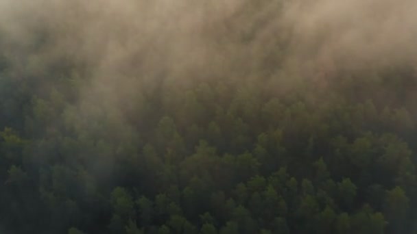 Patrón de fondo natural. Vista aérea superior, volando sobre árboles verdes de verano bosque en espesa niebla blanca nube de niebla. — Vídeos de Stock