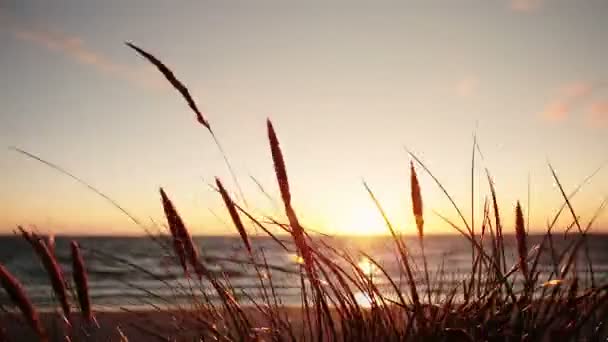 Il vento scuote l'erba sullo sfondo di un bellissimo tramonto — Video Stock