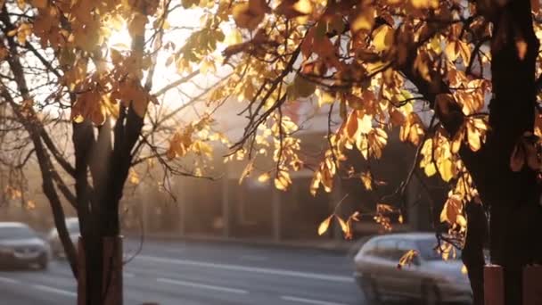Rayos de sol brilla a través de hojas de otoño . — Vídeos de Stock