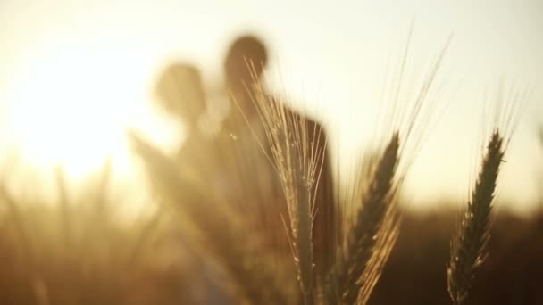 Silhouette mariée et marié au coucher du soleil dans un champ — Video