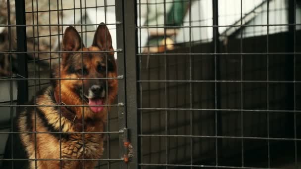 Perro pastor alemán está sentado en una jaula — Vídeos de Stock