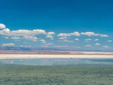 Salar de Atacama Laguna Chaxa 