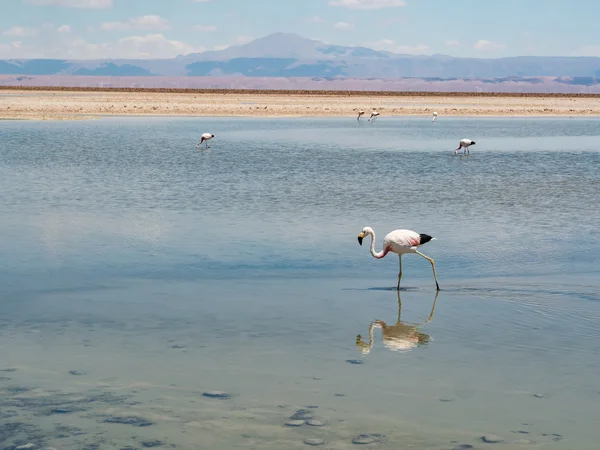 Salar de Atacama Laguna Chaxa 