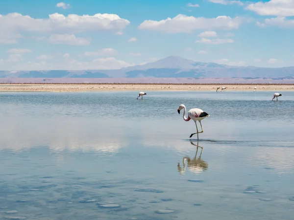 Salar de 阿塔拉古纳 Chaxa — 图库照片