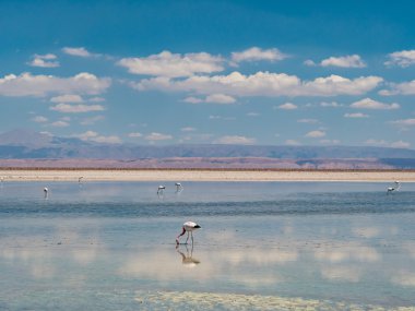 Salar de Atacama Laguna Chaxa 