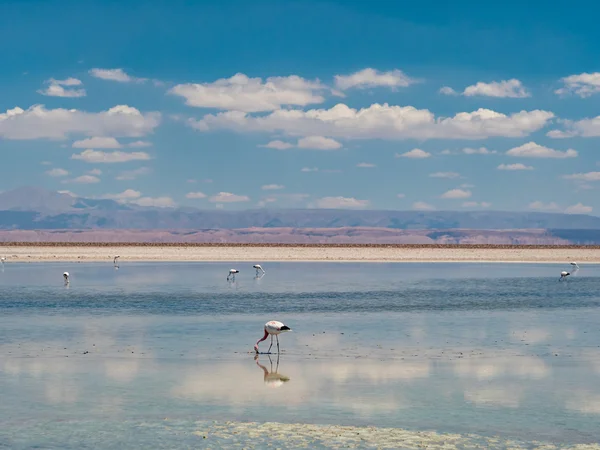 Salar de 阿塔拉古纳 Chaxa — 图库照片