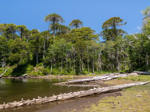 Pehuen árvores perto de Pucon — Fotografia de Stock