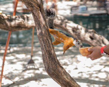 Sciurus bir ağaç üzerinde