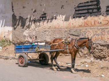 Atlı arabası ile at