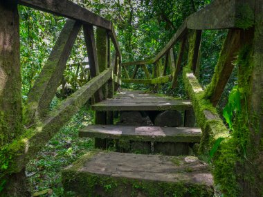 Vulkan'ın Mombacho için orman iz