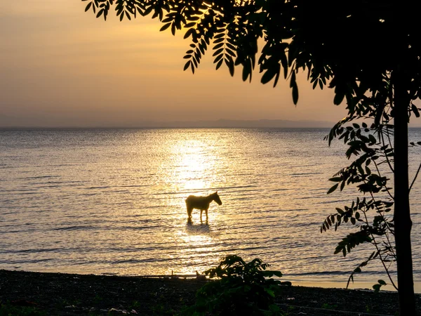 湖中的马 — 图库照片