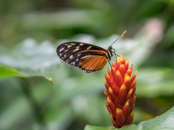 Borboleta no jardim — Fotografia de Stock